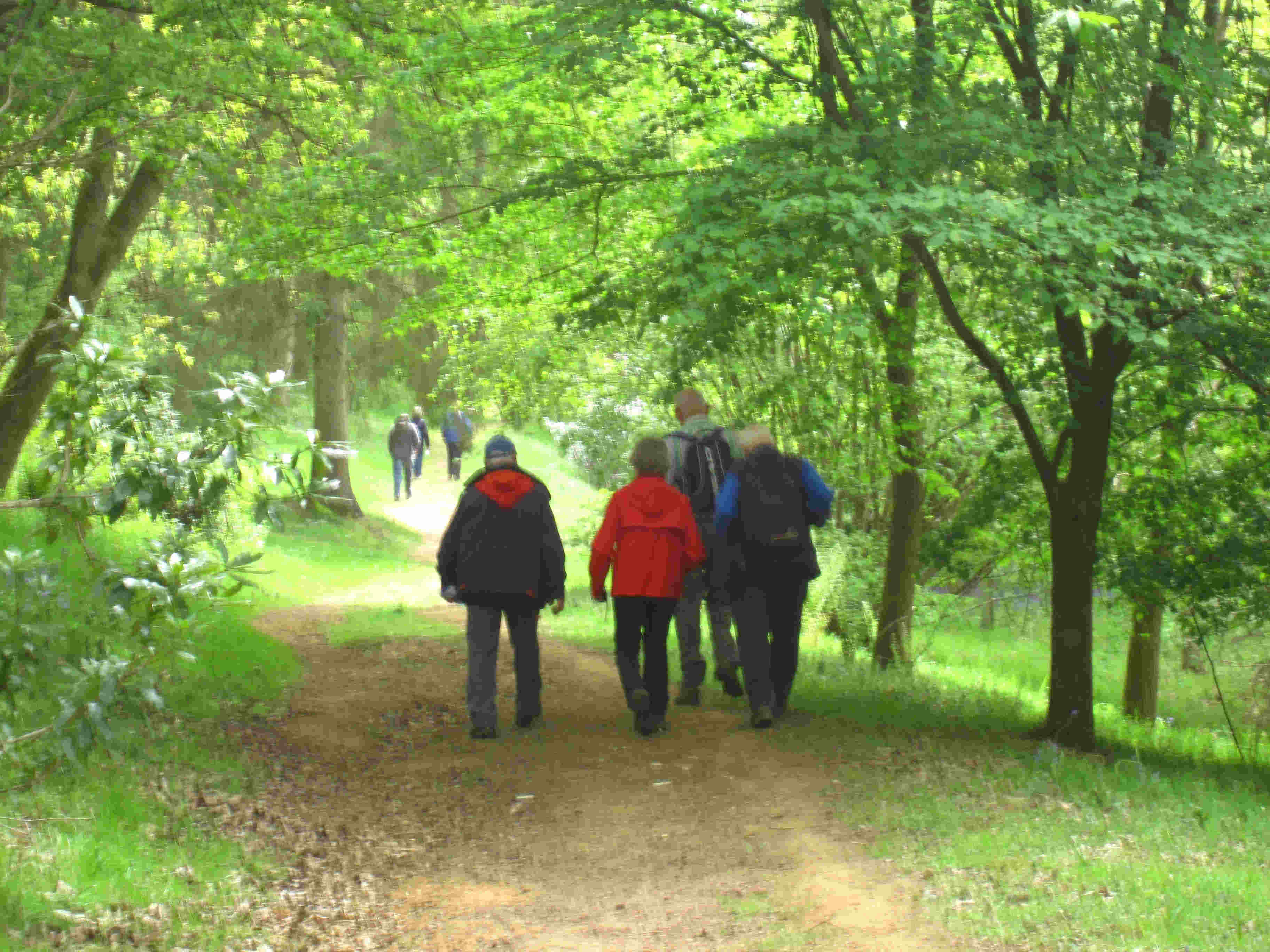 Bluebell netwalk Surrey 16may 2010
